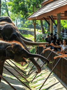 Khao Kheow Open Zoo